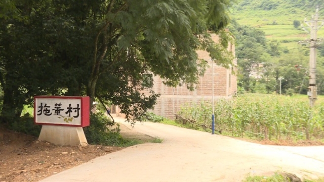 一棵历经千年的特殊树种，成了广南村民的“致富树”