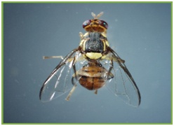 进口水果小百科系列,进口水果知识书