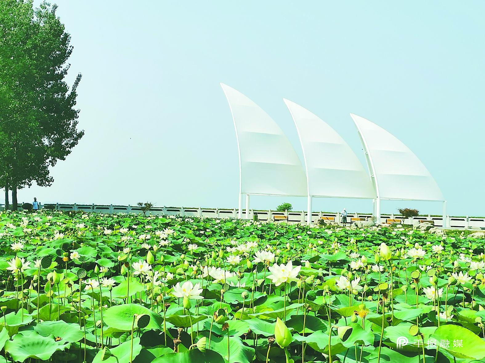 跨越——回望五年路喜迎*党**代会｜美丽示范区魅力幸福城