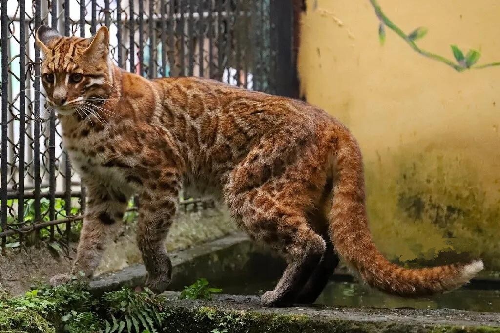 自贡动物园金猫和豹猫的故事,全国动物园有多少只金猫