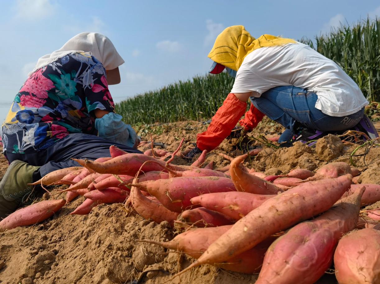山东济南红薯育苗基地,济南蔬菜基地建设