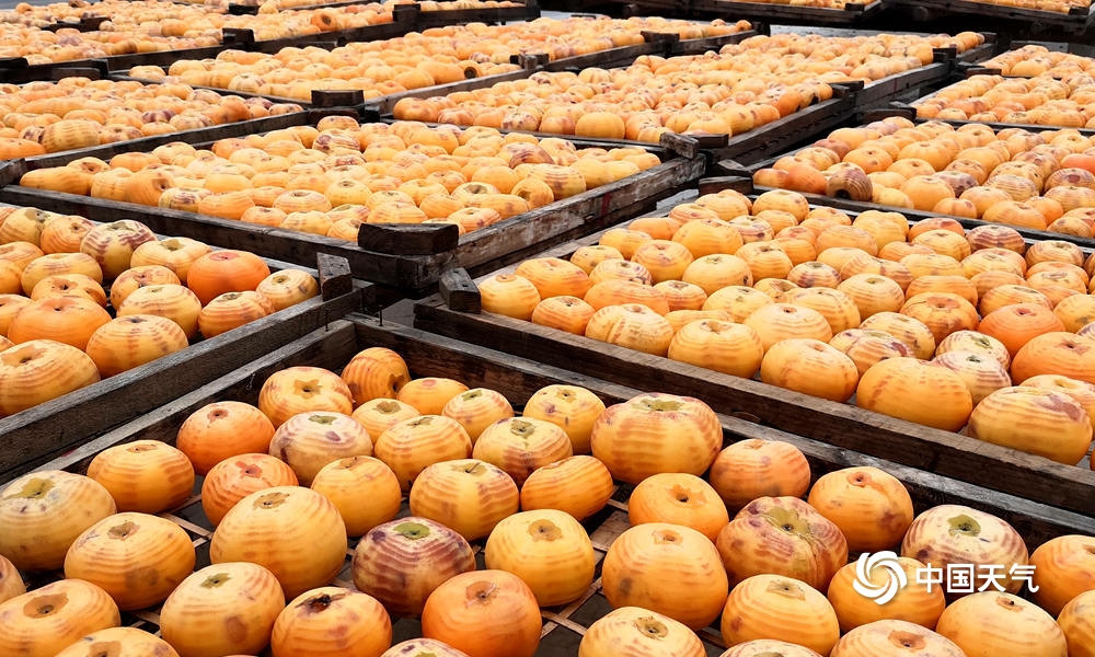 恭城柿子节天气,广西桂林恭城新鲜柿饼