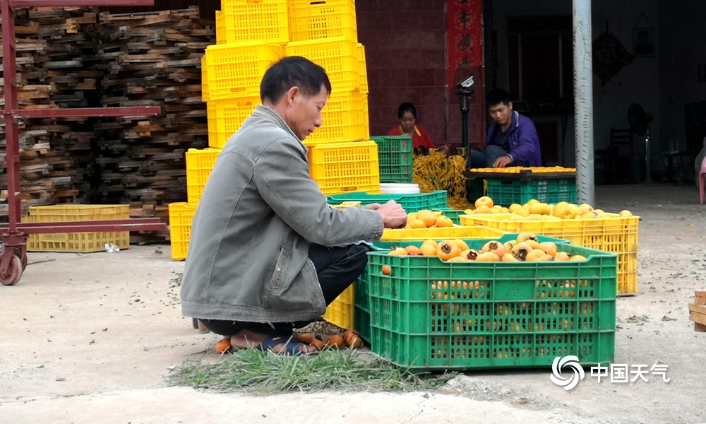 恭城柿子节天气,广西桂林恭城新鲜柿饼