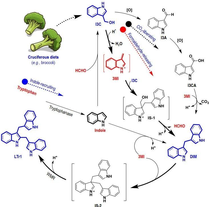吃西兰花真的可以防癌抗癌吗,吃了生的西兰花会怎么样