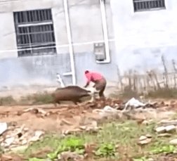 山阳野猪伤人,吓人野猪