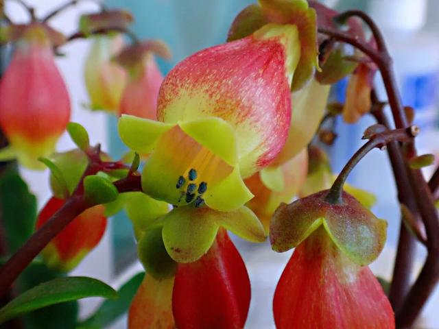 宫灯长寿花开花香吗,宫灯长寿花重瓣好养吗