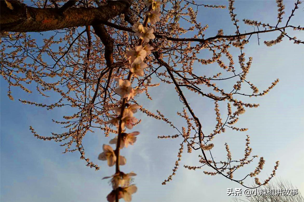 瀹夊Ξ钀芥按鍚庣殑鏁呬簨,瀹夊Ξ鑳屽悗鏁呬簨浠や汉娉洰