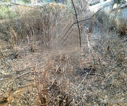 用啥除草剂能彻底消灭竹子根,除竹子和大树的除草剂