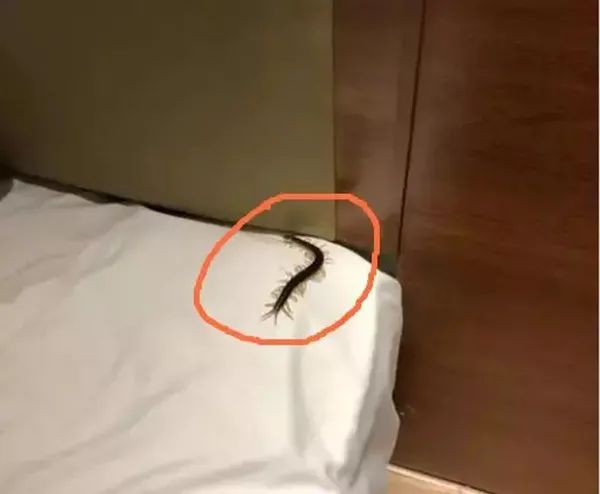 在南方大蜈蚣面前，南方大蟑螂简直不堪一提