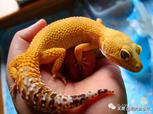 守宫最佳繁殖方法,守宫小技巧