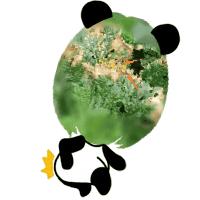 白菜种叶发黄的治疗方法,白菜枯死怎么治