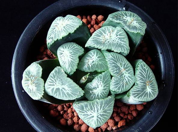 水晶的多肉植物有哪些品种,像水晶的多肉植物图片