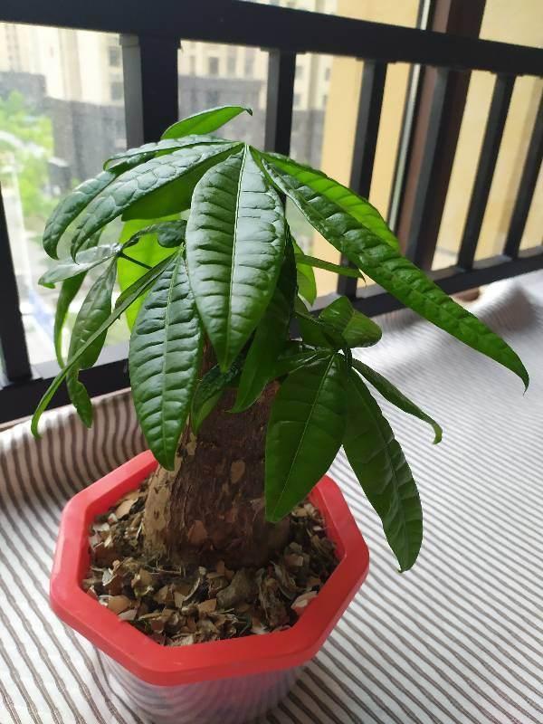 发财树7月能施什么肥,夏季发财树多久浇水更好