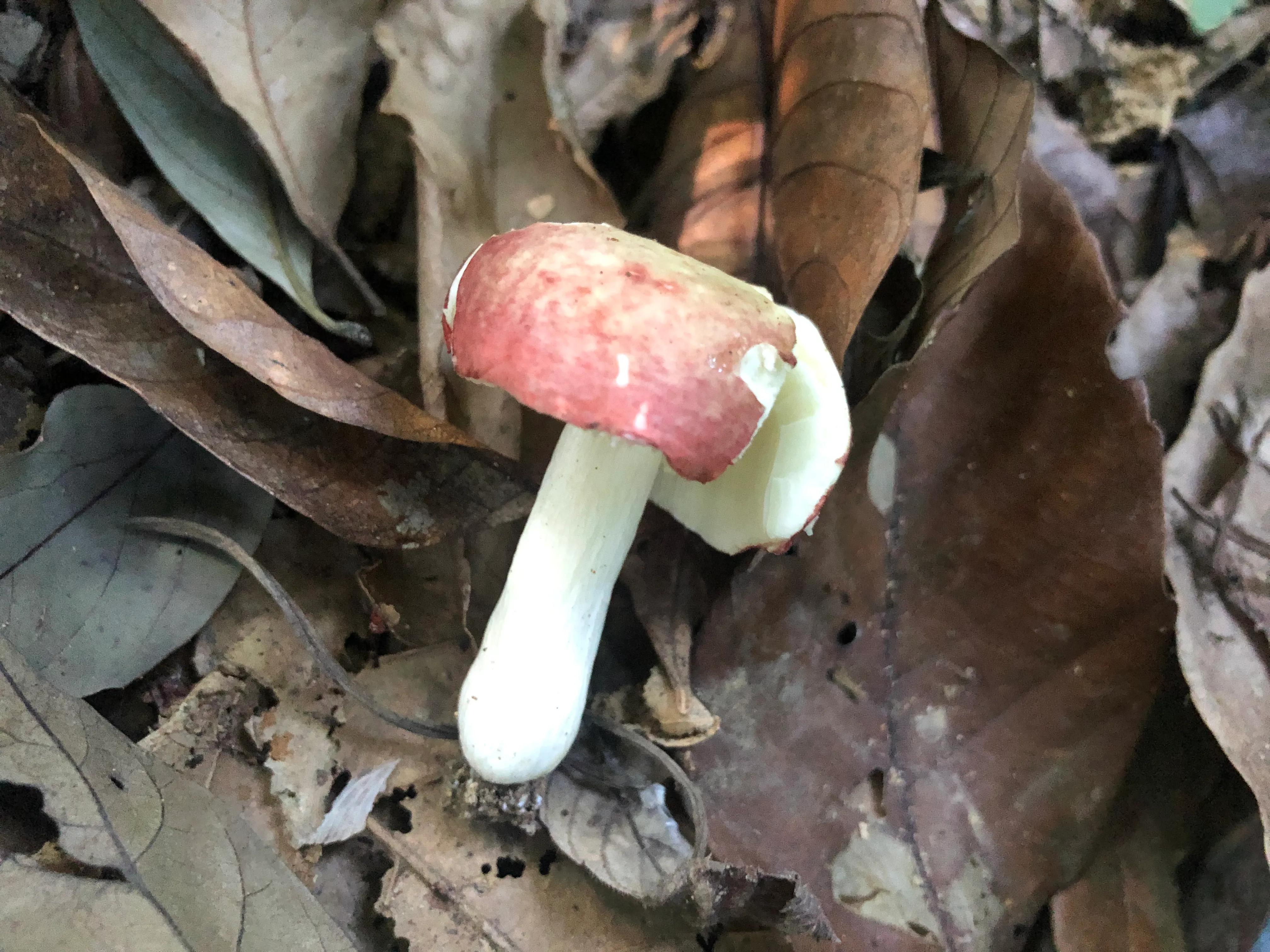 娣卞北鑰佹灄閲庤彍妞嶇墿,鍘诲璁垮北闂寸殑閲庣敓鏈崏妞嶇墿