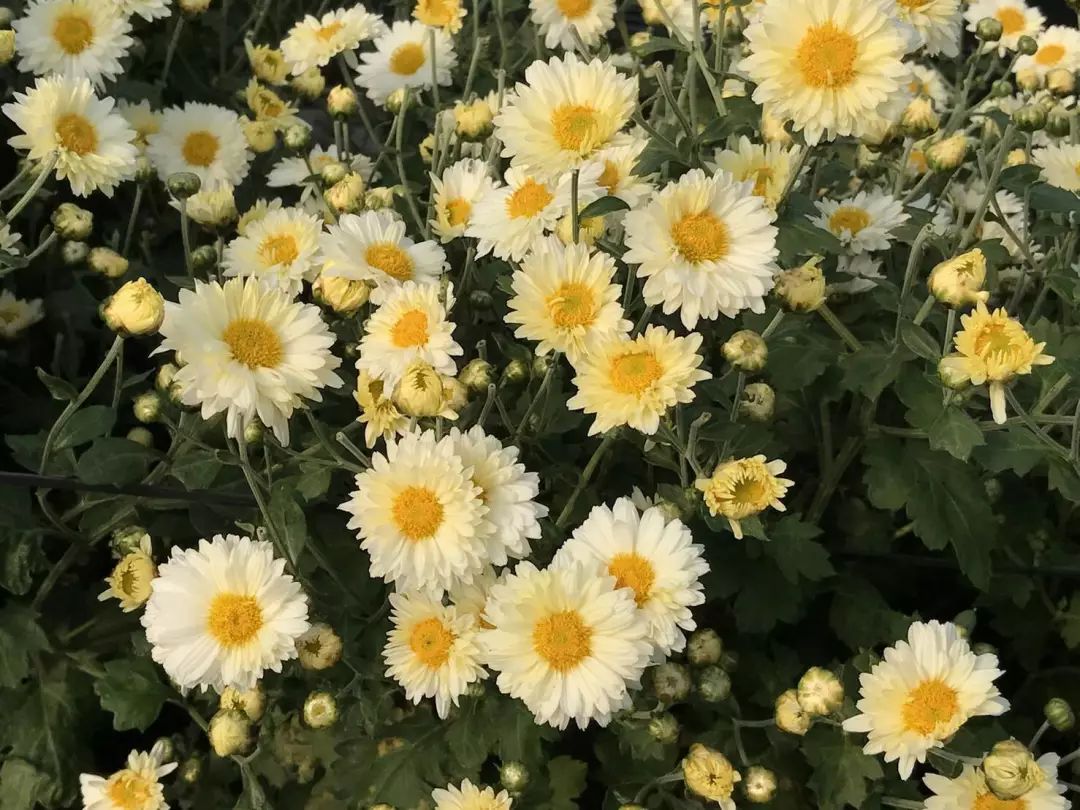 暑假将至合理用眼预防近视,暑假用眼过度如何调理好眼睛