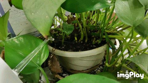 洗牙神器家用冲牙器测评,牙齿清洁神器冲牙器测评