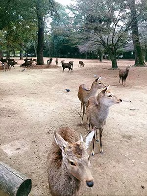 2020鏃ユ湰澶ч槳,澶ч槳浜兘濂堣壇鍏ぉ瀹夋帓