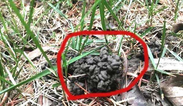 改良土壤是牛粪好还是蚯蚓粪好,蚯蚓粪能改善土壤板结吗