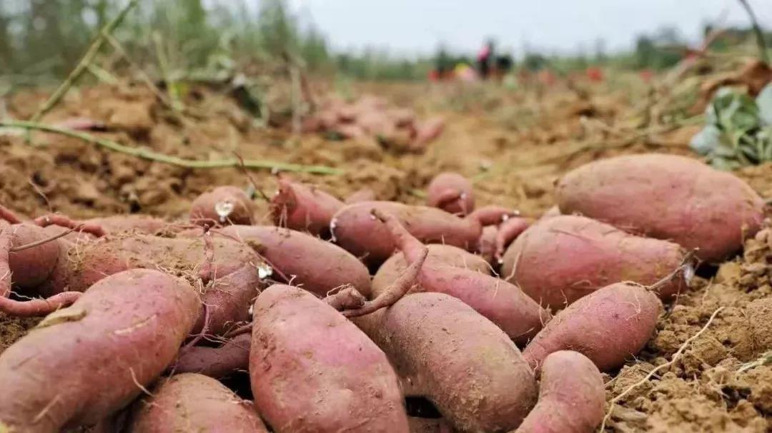 无添加倒蒸红薯干七斤出一斤,4斤红薯干多少钱