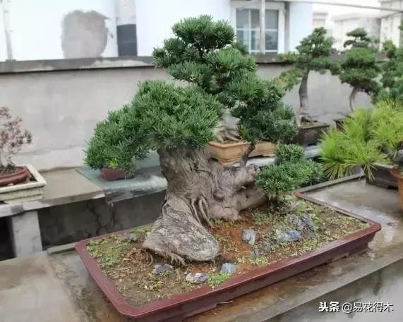 野山楂下山桩用什么土壤好,下山桩保湿成活技术