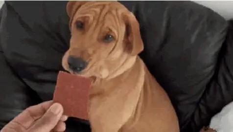 狗狗突然不吃食物没精打采怎么办,狗狗吃过的食物我们现在可以吃吗