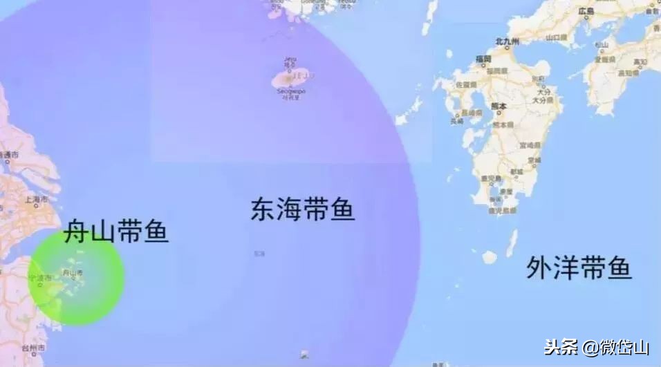 雷达网带鱼和普通带鱼哪个好吃,流网带鱼和雷达网带鱼有什么区别