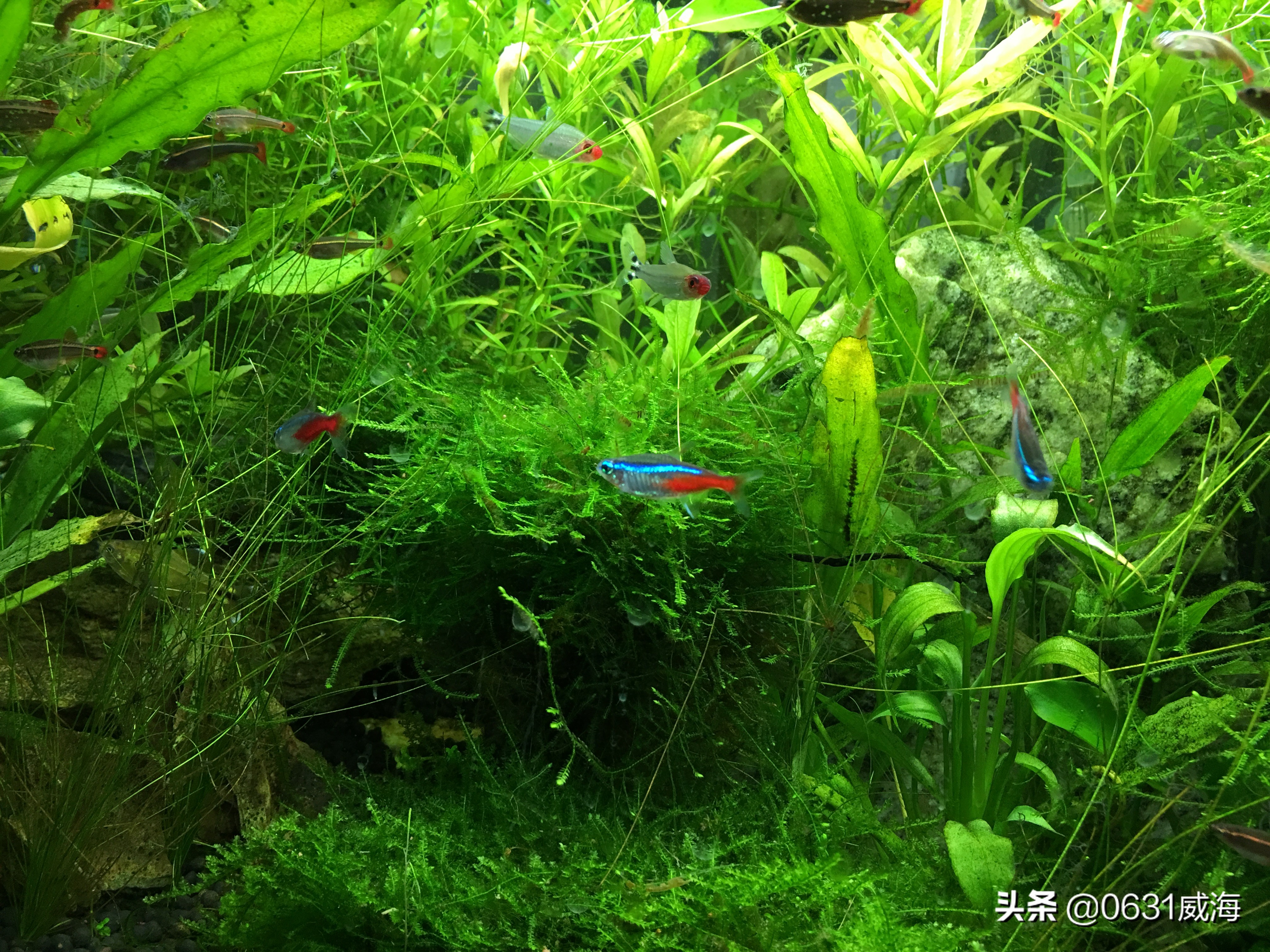 饲养观赏鱼遇到白点病你是如何处理的，土方法你用过没有？