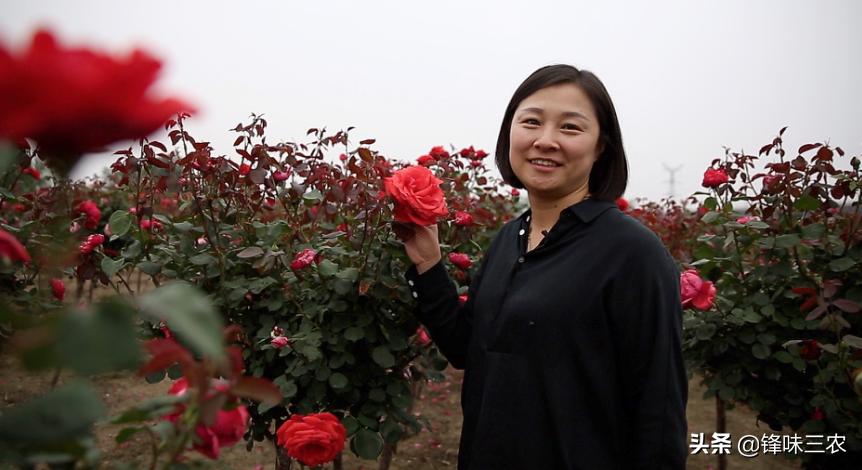 济南树状月季基地,济南藤本月季种植基地