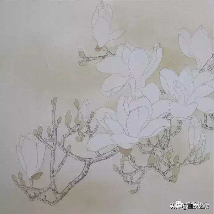 工笔玉兰的画法和染色,工笔玉兰花教学