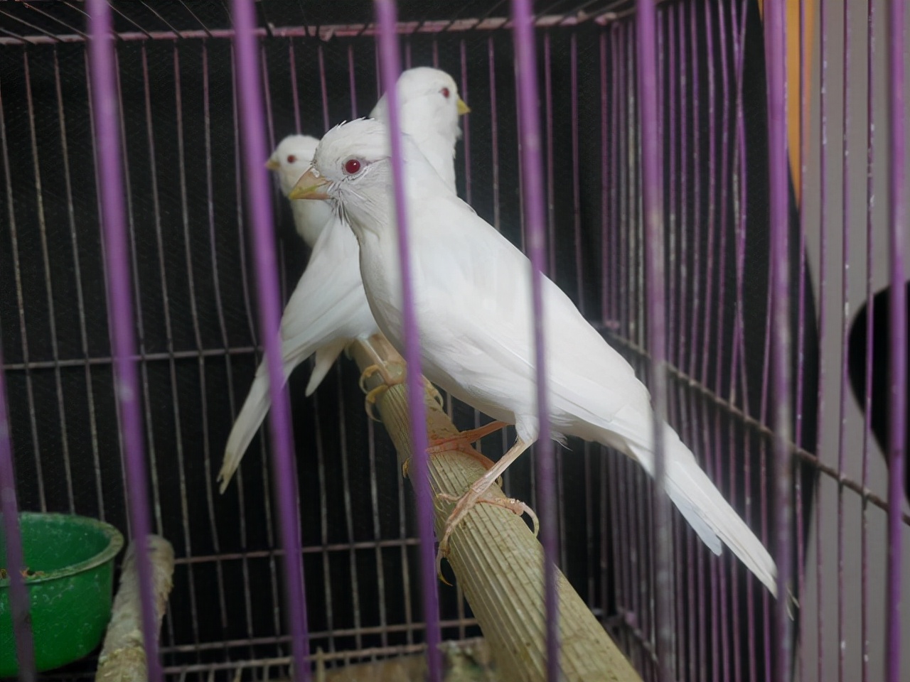 一种来自非洲的野鸟，被人工繁育出数百个品种，惊艳了整个世界