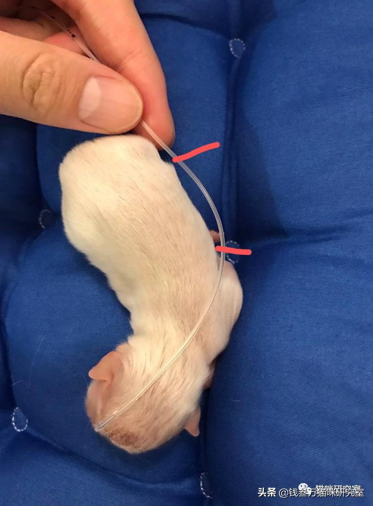 刚生的小猫母猫不在如何照顾,早产没长毛的小猫怎么救活