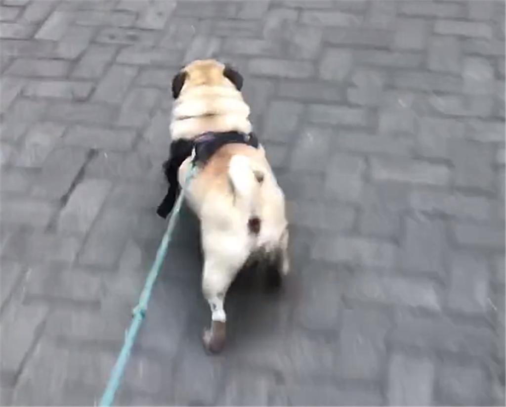 巴哥犬和柯基犬哪种好养,养巴哥犬新手要关注什么