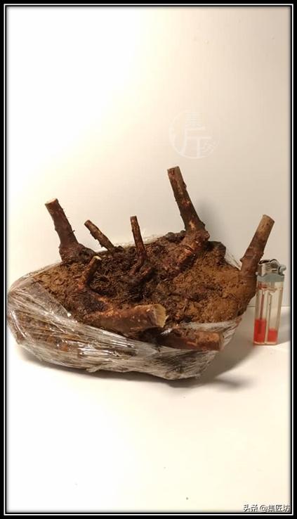 盆景素材的取舍,盆景素材哪些品种好活