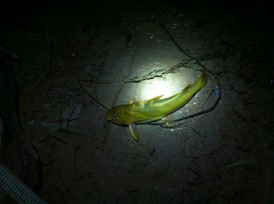 怎么用蚯蚓钓很多甲鱼,什么饵料钓黄甲鱼最好