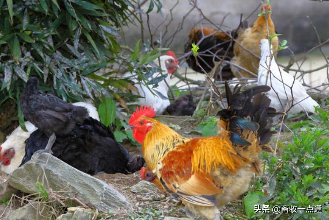 鸡的人工授精是怎么做的,肉鸡品种人工授精