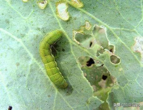 花盆底部的地虱虫怎么杀灭,花盆里有鼠妇虫怎么处理