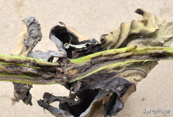 荷叶变黄枯萎要怎么处理,荷叶烂掉怎么防治