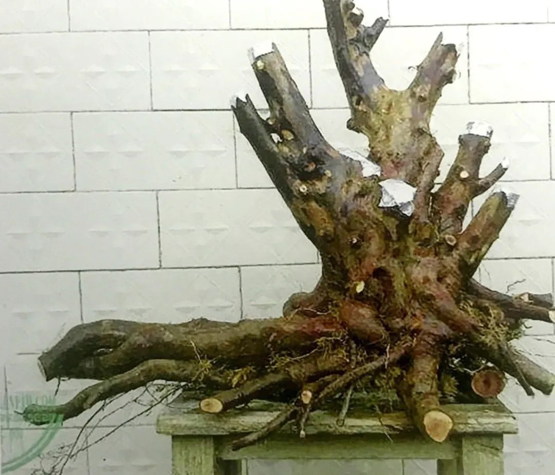 雀梅老桩盆景的造型,雀梅盆景树桩大全