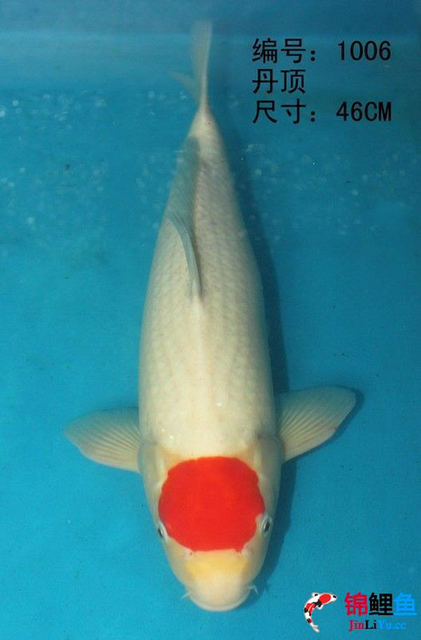 富贵锦鲤鱼黄金,富贵锦鲤鱼核雕