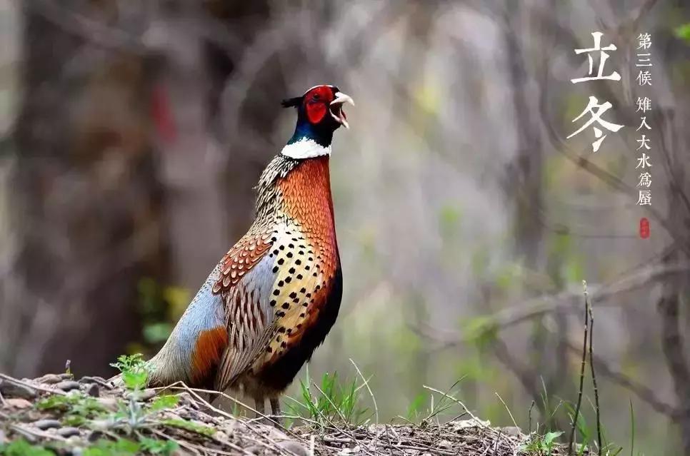 今天立冬养生秘诀全攻略,冬日藏精养肾