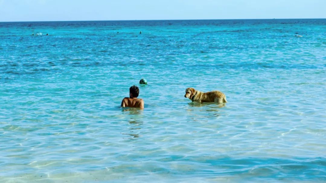 恋恋丽贝岛，人狗情未了|KohLipe