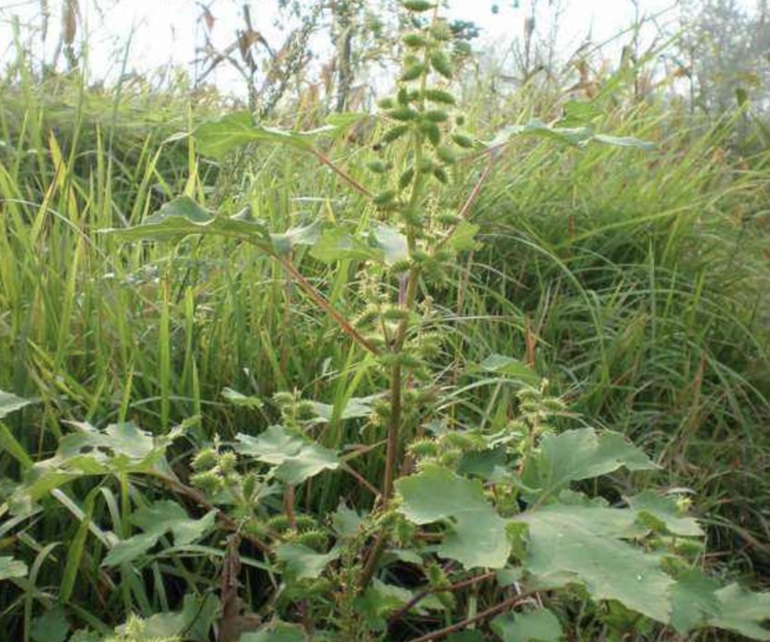“1种杂草”在田边，被称为“苍耳子”，能结出绿色小果，珍贵