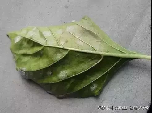 辣椒19种病害谱及防治方法,大棚辣椒种植病害防治方法