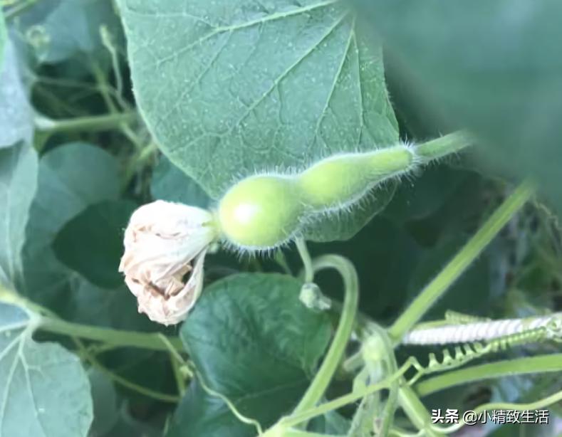 阳台种小葫芦温度高阳光强,盆里种葫芦的正确方法