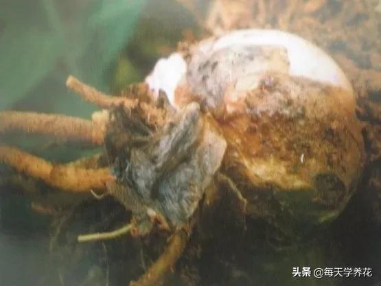 百合虫害的防治方法,百合病虫防治和管理