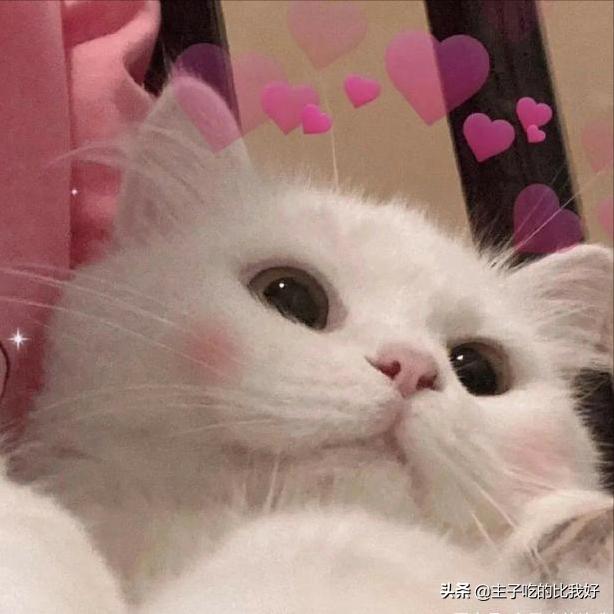 一只健康的猫咪,一只健康的猫和折耳猫