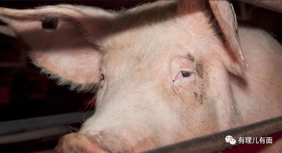 台湾毒猪肉事件,台湾毒猪肉