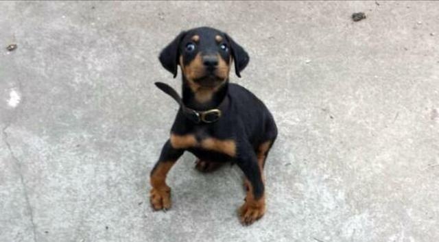 狗狗缺钙会引起精神不振嘛,狗狗缺钙的表现狗狗突然站不起来