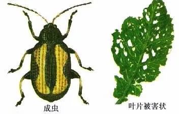 什么时候可以杀跳甲,顽固性跳甲打不死怎么办