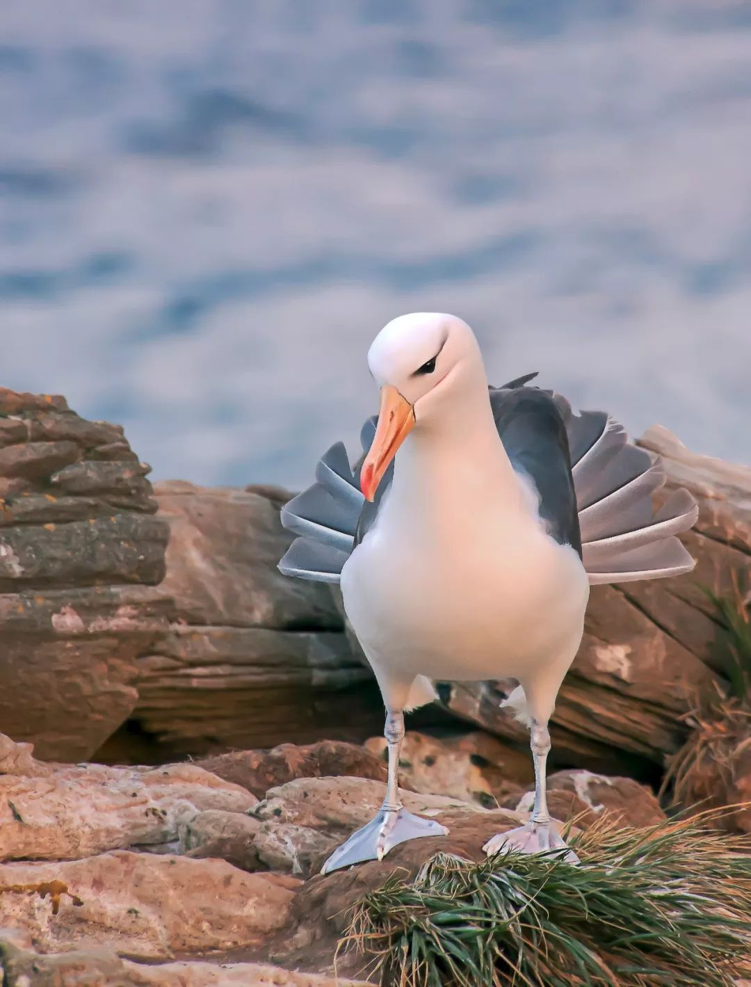 南极从哪里来的最多,南极从哪里开始到哪里结束